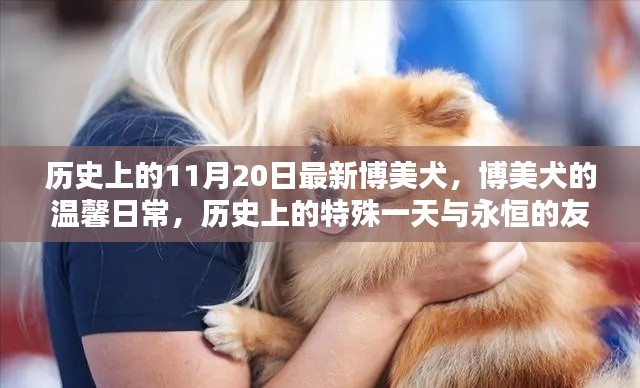 历史上的11月20日最新博美犬，博美犬的温馨日常，历史上的特殊一天与永恒的友情纽带