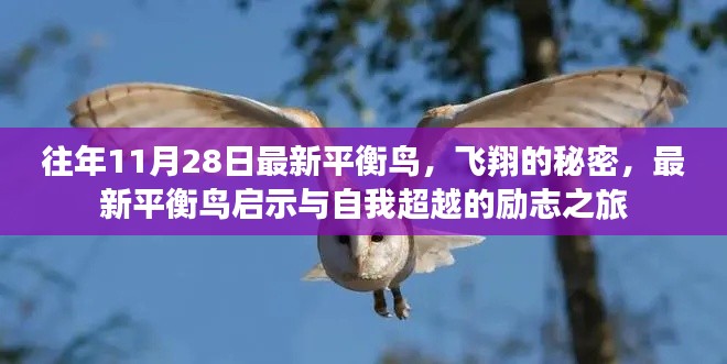 最新平衡鸟启示,飞翔的秘密与自我超越的励志之旅