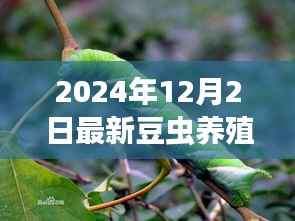 探索自然秘境,豆虫养殖新纪元——揭秘豆虫之旅的心灵启示与最新养殖技术(2024年)