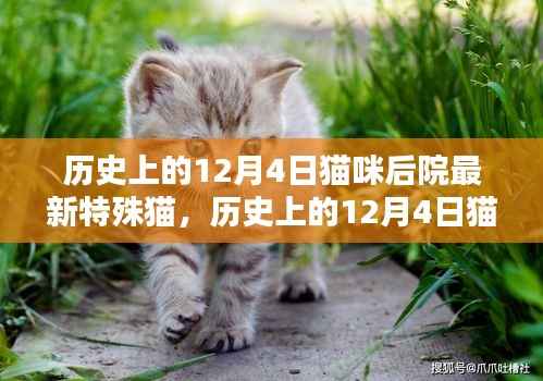 揭秘历史上的特殊猫,猫咪后院最新特殊猫风采揭秘(12月4日篇)